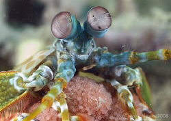 Mantis Shrimp & Eggs.
Lembeh.
60mm. by Mark Thomas 